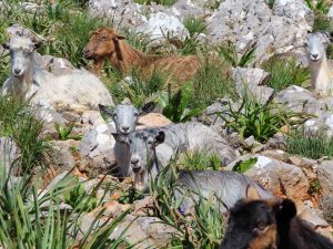 Skitour Kreta Lefka Ori Gstörte Touren