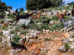 Skitour Kreta Lefka Ori Gstörte Touren