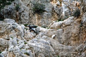 Klettern Kreta Agiofarago Gstörte Touren