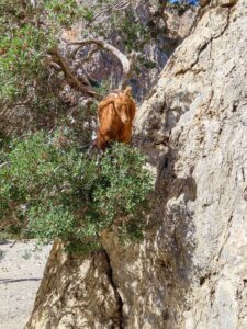 Gstörte Touren Klettern Kreta