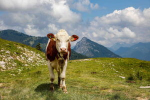Braunedlkogel Gstörte Touren Hundewanderung
