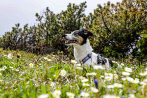 Braunedlkogel Gstörte Touren Hundewanderung