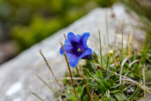 Braunedlkogel Gstörte Touren Hundewanderung