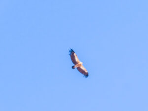 Psiloritis Kreta Gstörte Touren