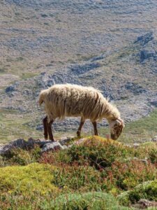 Psiloritis Kreta Gstörte Touren