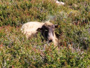 Psiloritis Kreta Gstörte Touren