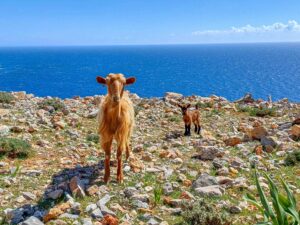 Kreta Gstörte Touren