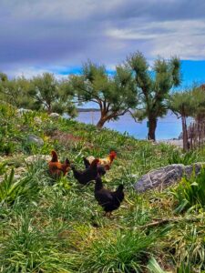 Kreta Gstörte Touren